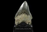 Serrated, Fossil Megalodon Tooth - Indonesia #148971-1